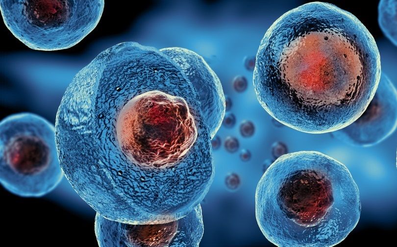 Stem cell