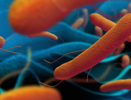 Typhoid Fever : Causes and Symptoms