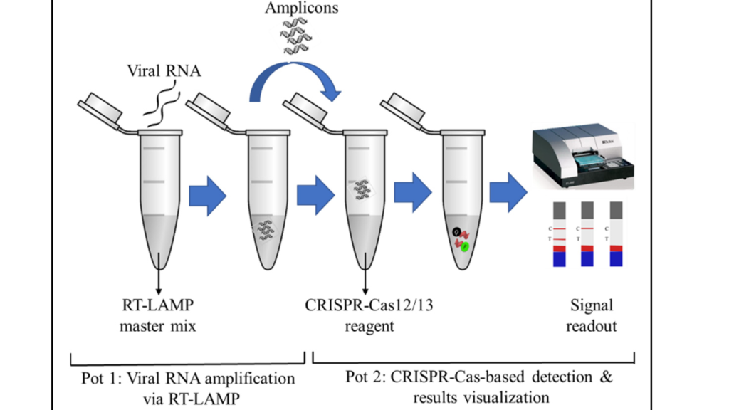 Rt Lamp & CRISPR testing method